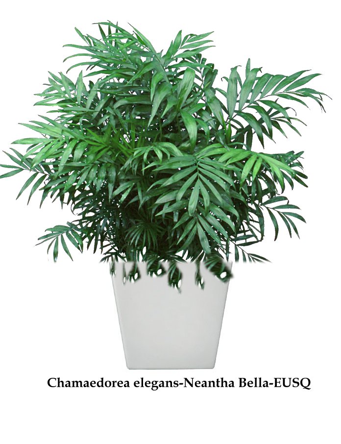 Chamaedorea elegans-www.plantscaping.net